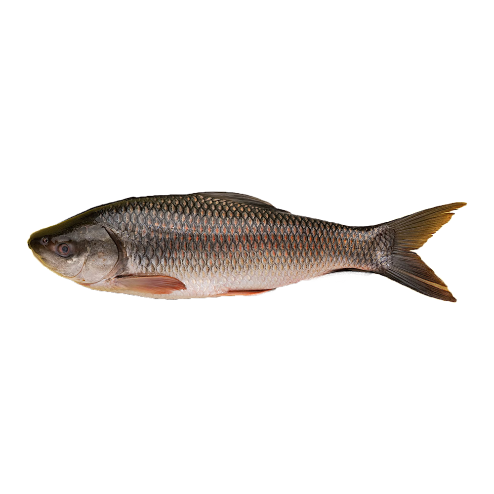 rohu big Rohu Big - Image 1